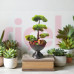 Yapay Ağaç Bonsai