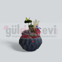 Canlı Kaktüs Arajmanı 