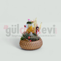 Canlı Kaktüs Arajmanı 