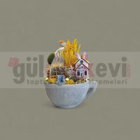 Canlı Kaktüs Arajmanı 