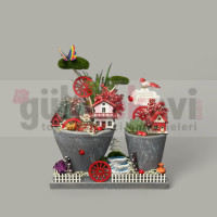 Canlı Kaktüs Arajmanı 