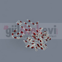 Mandallı Uğur Böceği