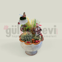 Canlı Kaktüs Arajmanı 