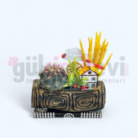 Canlı Kaktüs Arajmanı 