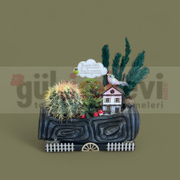 Canlı Kaktüs Arajmanı 