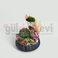 Canlı Kaktüs Arajmanı 