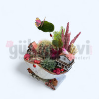 Canlı Kaktüs Arajmanı 