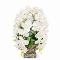 Özel Seramik Saksılı Orkide Tanzim