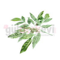 Ceviz Yaprağı 12 li 